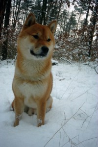 Fotka Shiba-Inu