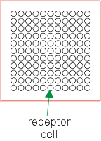 input layer